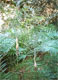 Chamaedorea glaucifolia 